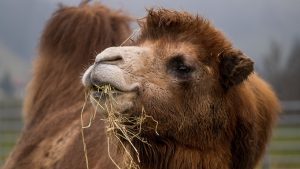 Camel wool